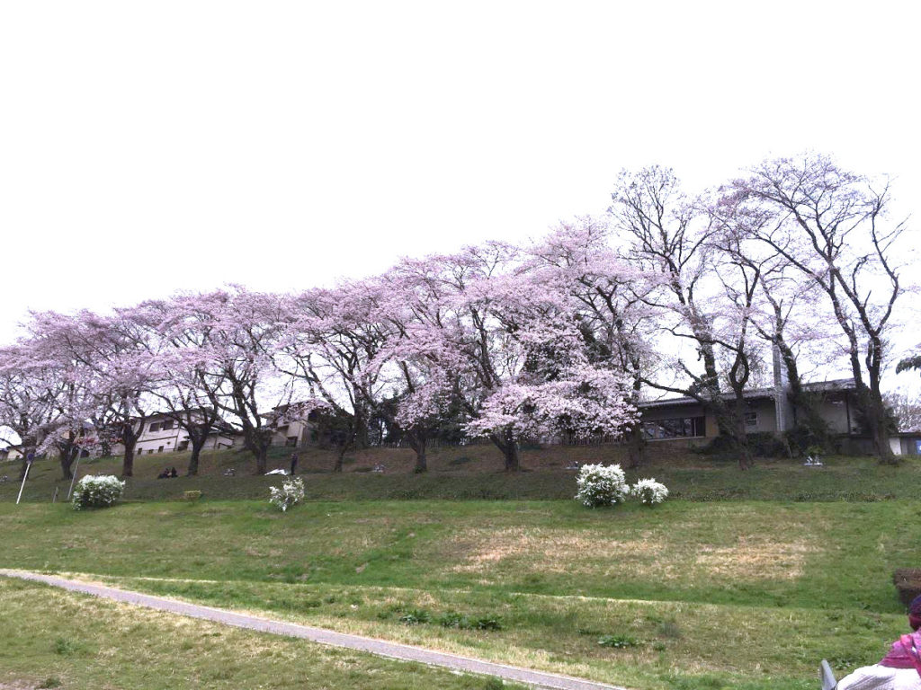 運河の桜